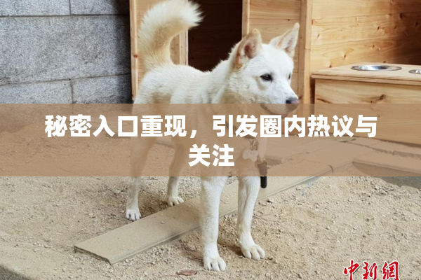 秘密入口重现，引发圈内热议与关注