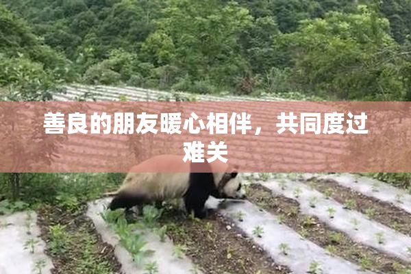 善良的朋友暖心相伴，共同度过难关