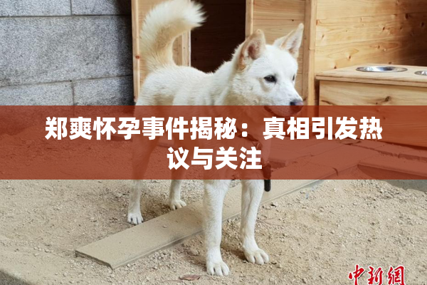 郑爽怀孕事件揭秘：真相引发热议与关注