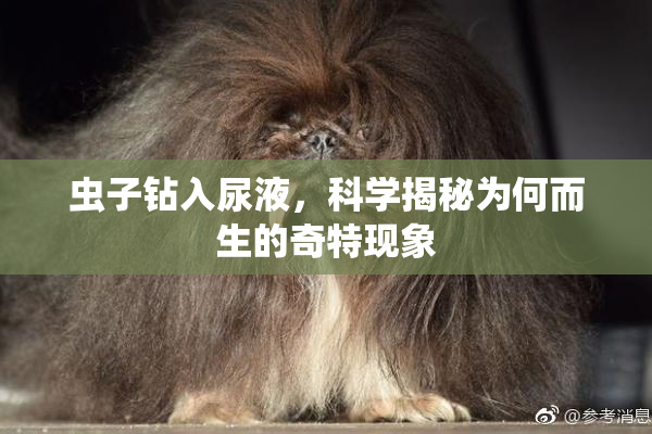 虫子钻入尿液，科学揭秘为何而生的奇特现象