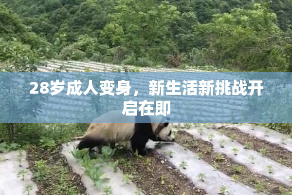 28岁成人变身，新生活新挑战开启在即