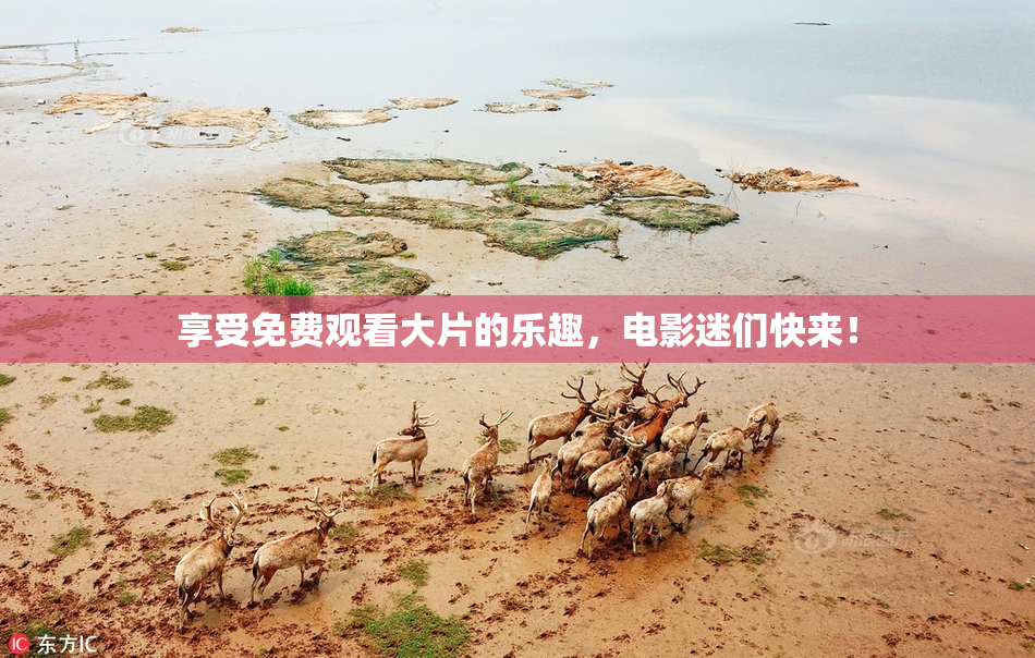 享受免费观看大片的乐趣，电影迷们快来！