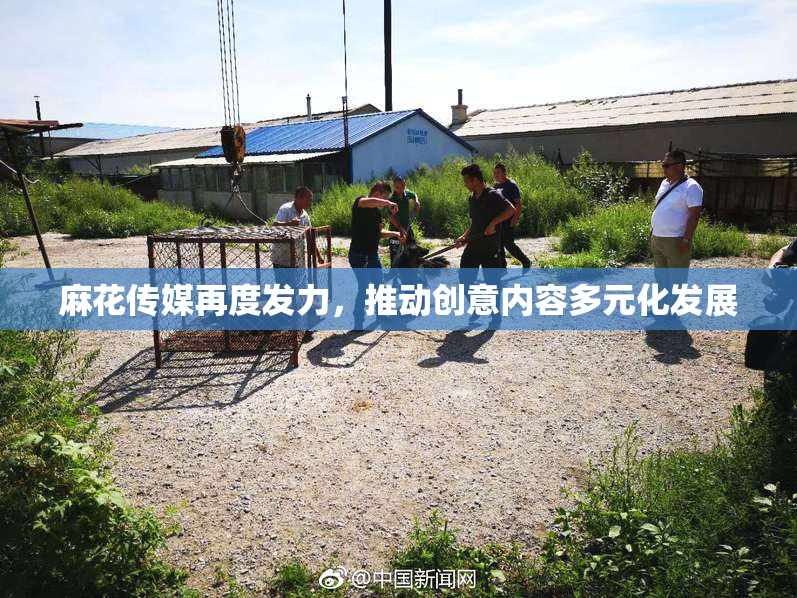 麻花传媒再度发力，推动创意内容多元化发展