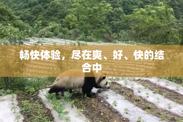 畅快体验，尽在爽、好、快的结合中