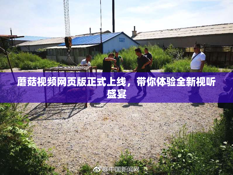 蘑菇视频网页版正式上线，带你体验全新视听盛宴