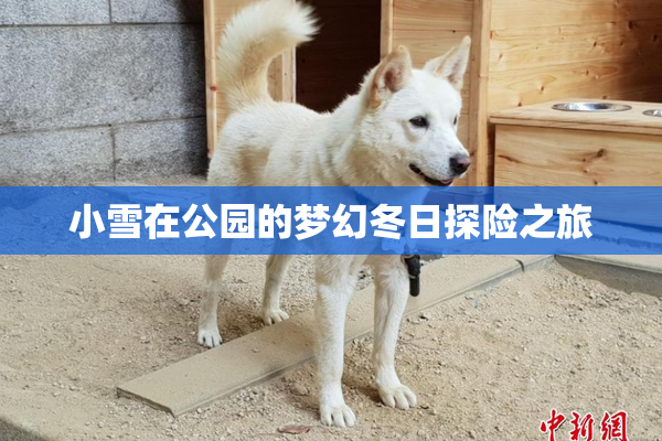 小雪在公园的梦幻冬日探险之旅