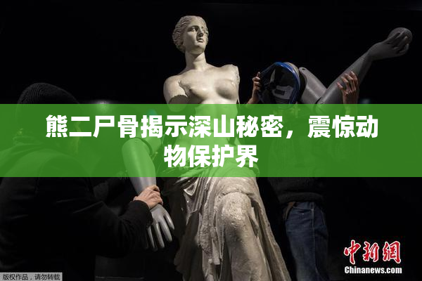 熊二尸骨揭示深山秘密，震惊动物保护界
