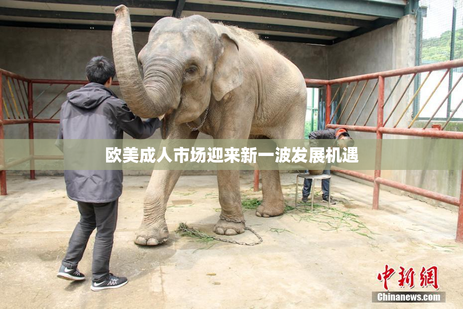 欧美成人市场迎来新一波发展机遇