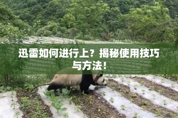 迅雷如何进行上？揭秘使用技巧与方法！