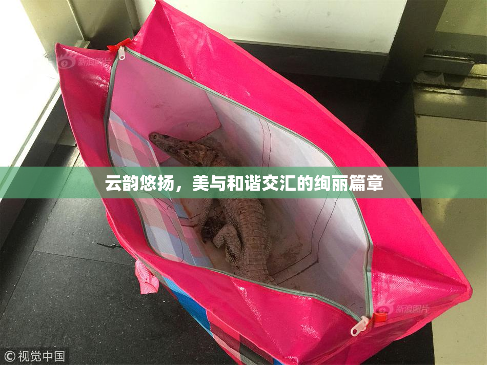 云韵悠扬，美与和谐交汇的绚丽篇章