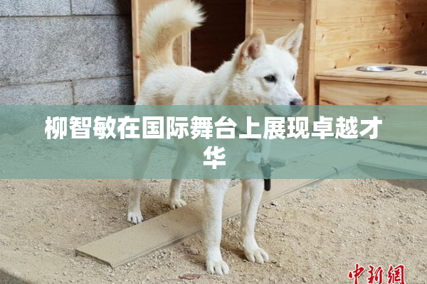 柳智敏在国际舞台上展现卓越才华