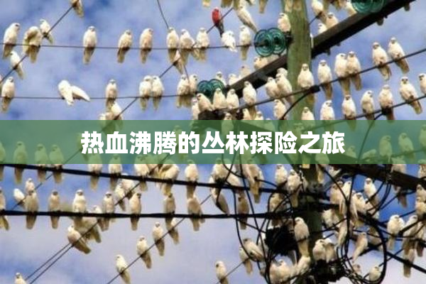 热血沸腾的丛林探险之旅
