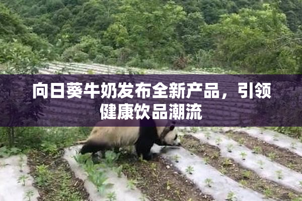 向日葵牛奶发布全新产品，引领健康饮品潮流