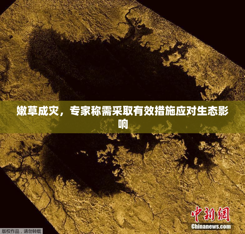 嫩草成灾，专家称需采取有效措施应对生态影响