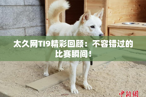 太久网TI9精彩回顾：不容错过的比赛瞬间！