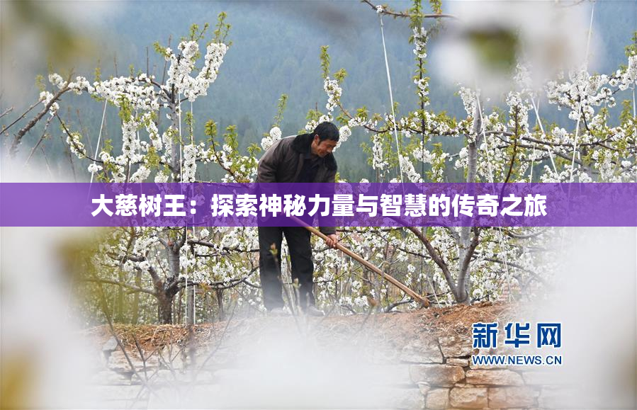 大慈树王：探索神秘力量与智慧的传奇之旅