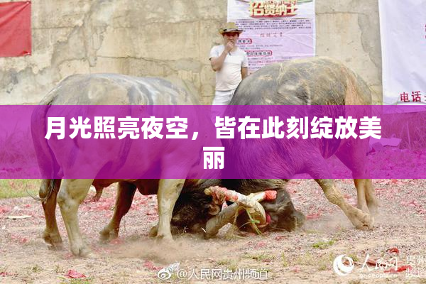 月光照亮夜空，皆在此刻绽放美丽