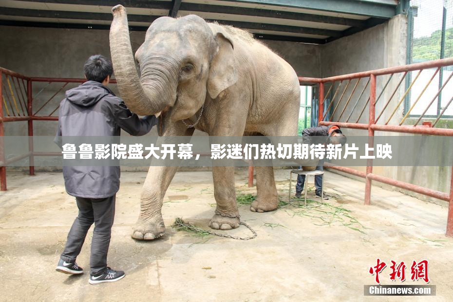 鲁鲁影院盛大开幕，影迷们热切期待新片上映