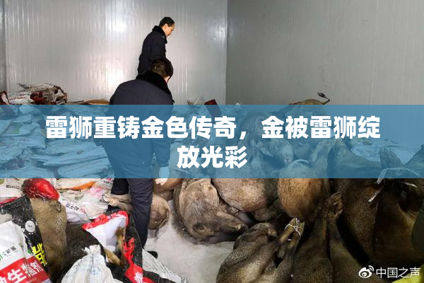 雷狮重铸金色传奇，金被雷狮绽放光彩