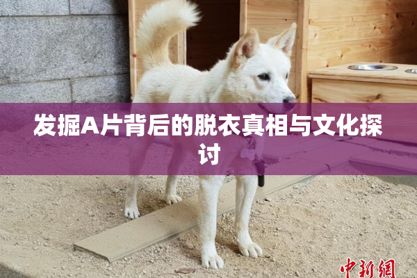 发掘A片背后的脱衣真相与文化探讨