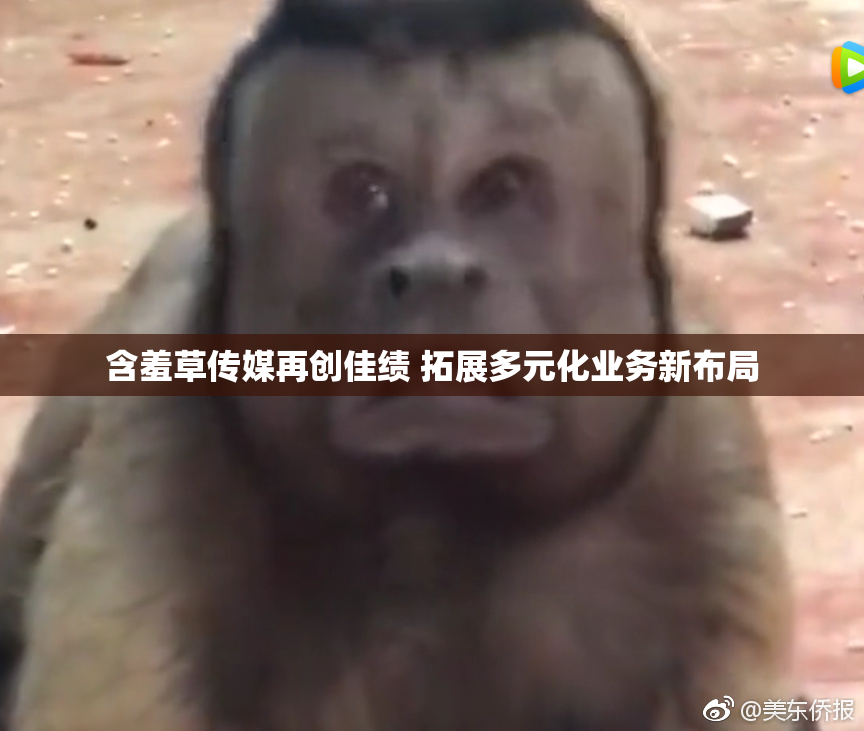 含羞草传媒再创佳绩 拓展多元化业务新布局
