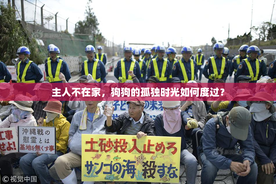 主人不在家，狗狗的孤独时光如何度过？
