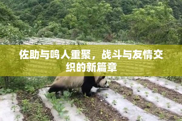 佐助与鸣人重聚，战斗与友情交织的新篇章
