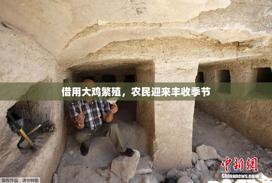 借用大鸡繁殖，农民迎来丰收季节