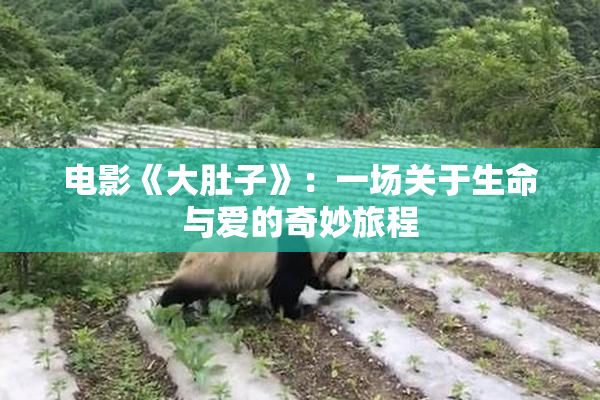 电影《大肚子》：一场关于生命与爱的奇妙旅程