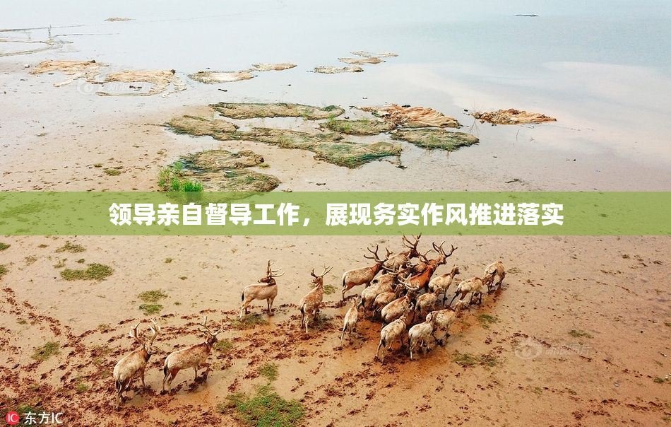领导亲自督导工作，展现务实作风推进落实