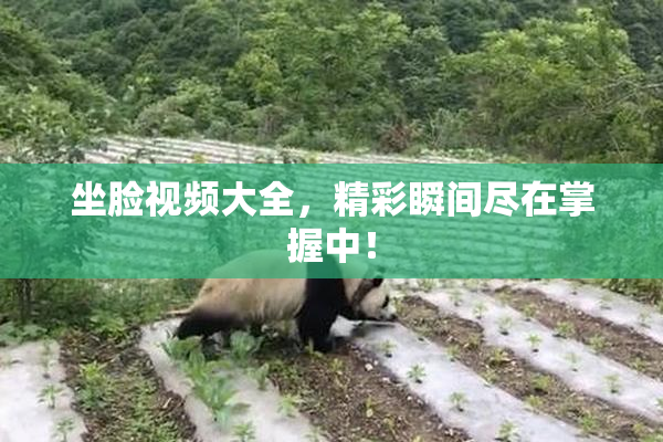 坐脸视频大全，精彩瞬间尽在掌握中！