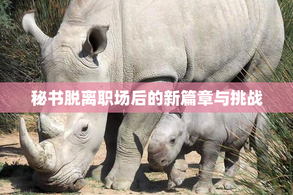 秘书脱离职场后的新篇章与挑战
