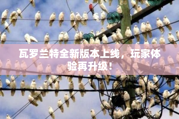 瓦罗兰特全新版本上线，玩家体验再升级！