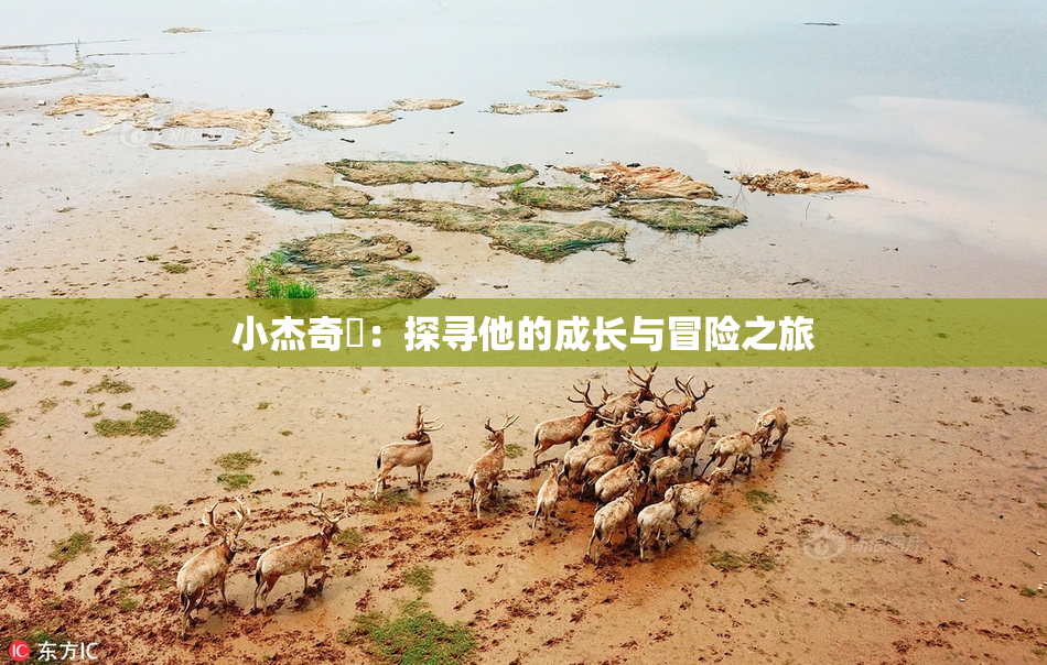 小杰奇犽：探寻他的成长与冒险之旅