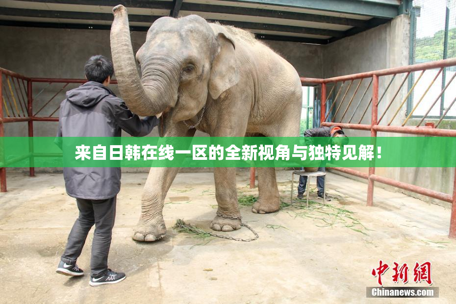 来自日韩在线一区的全新视角与独特见解！
