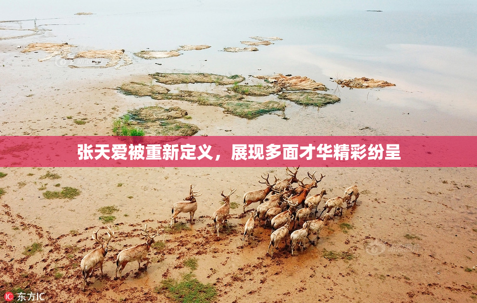 张天爱被重新定义，展现多面才华精彩纷呈