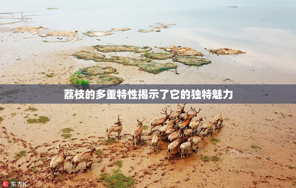 荔枝的多重特性揭示了它的独特魅力