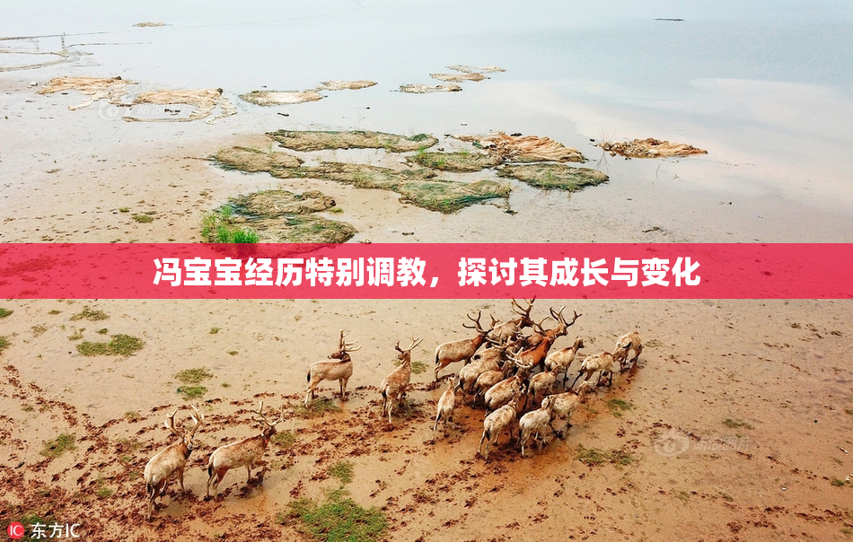 冯宝宝经历特别调教，探讨其成长与变化
