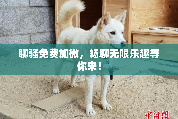 聊骚免费加微，畅聊无限乐趣等你来！