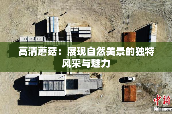 高清蘑菇：展现自然美景的独特风采与魅力
