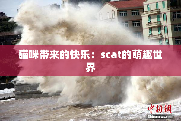 猫咪带来的快乐：scat的萌趣世界
