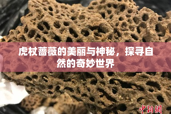 虎杖蔷薇的美丽与神秘，探寻自然的奇妙世界