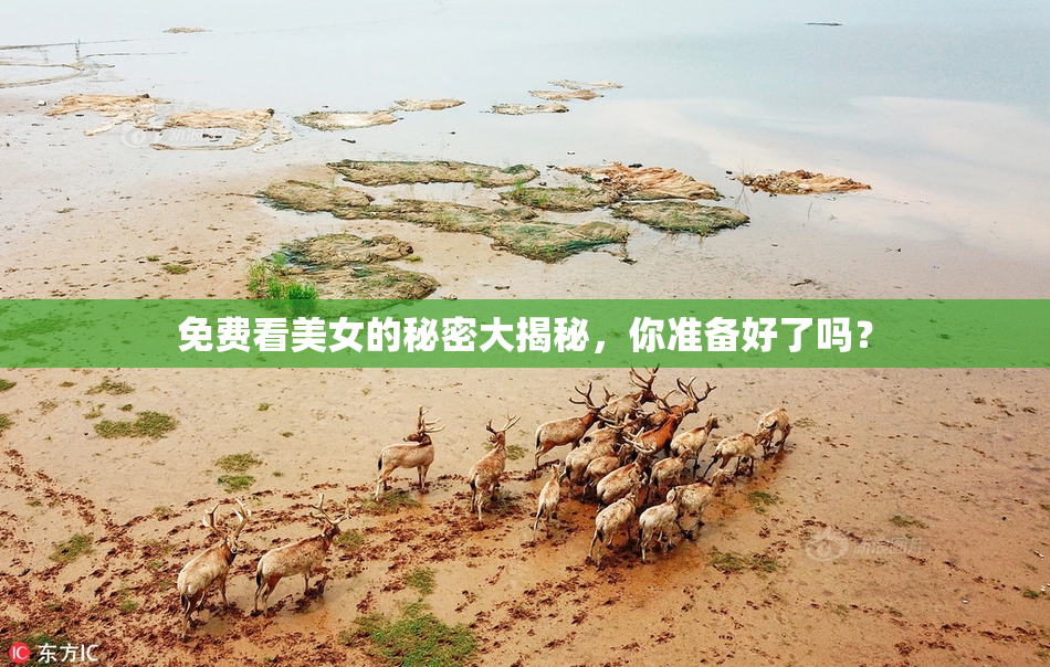免费看美女的秘密大揭秘，你准备好了吗？