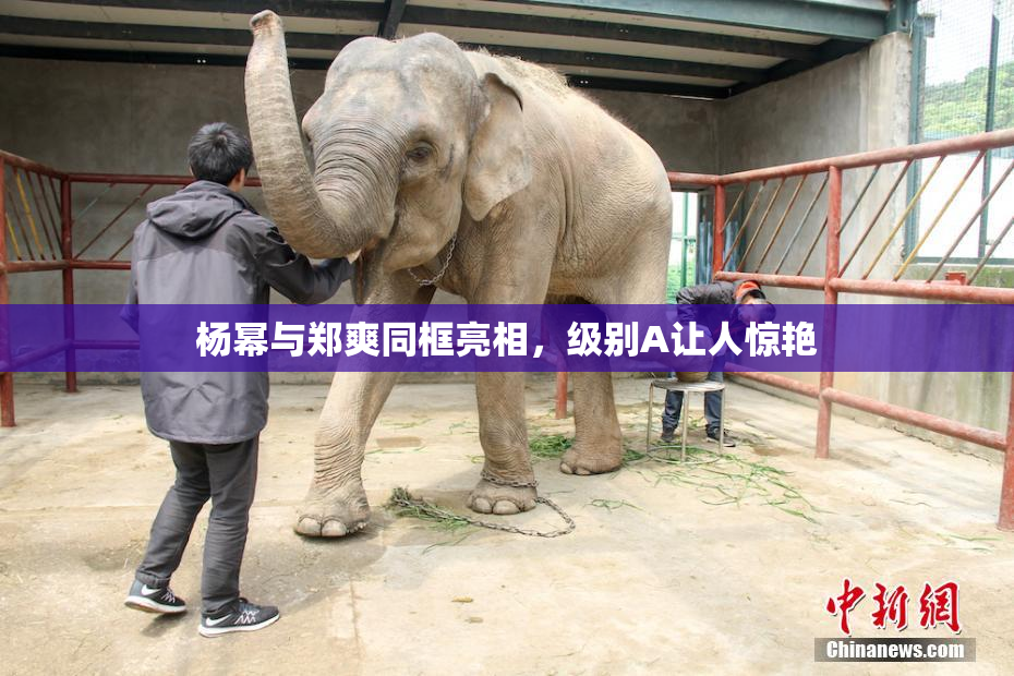 杨幂与郑爽同框亮相，级别A让人惊艳