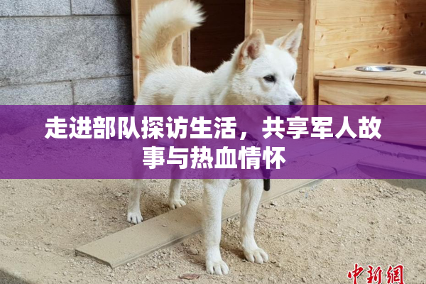 走进部队探访生活，共享军人故事与热血情怀