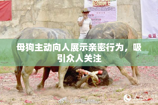 母狗主动向人展示亲密行为，吸引众人关注
