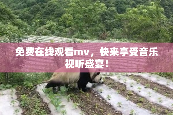 免费在线观看mv，快来享受音乐视听盛宴！