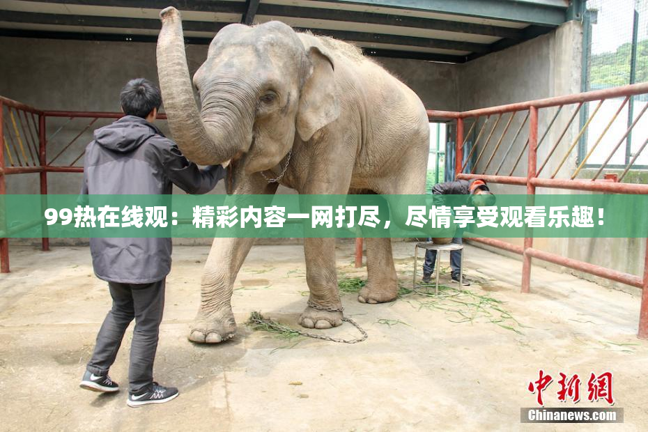 99热在线观：精彩内容一网打尽，尽情享受观看乐趣！