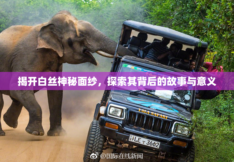 揭开白丝神秘面纱，探索其背后的故事与意义