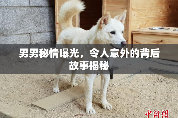 男男秘情曝光，令人意外的背后故事揭秘